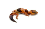 Whiteout Tangerine Amelanistic African Fat Tail Gecko