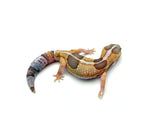 Whiteout Amelanistic African Fat Tail Gecko