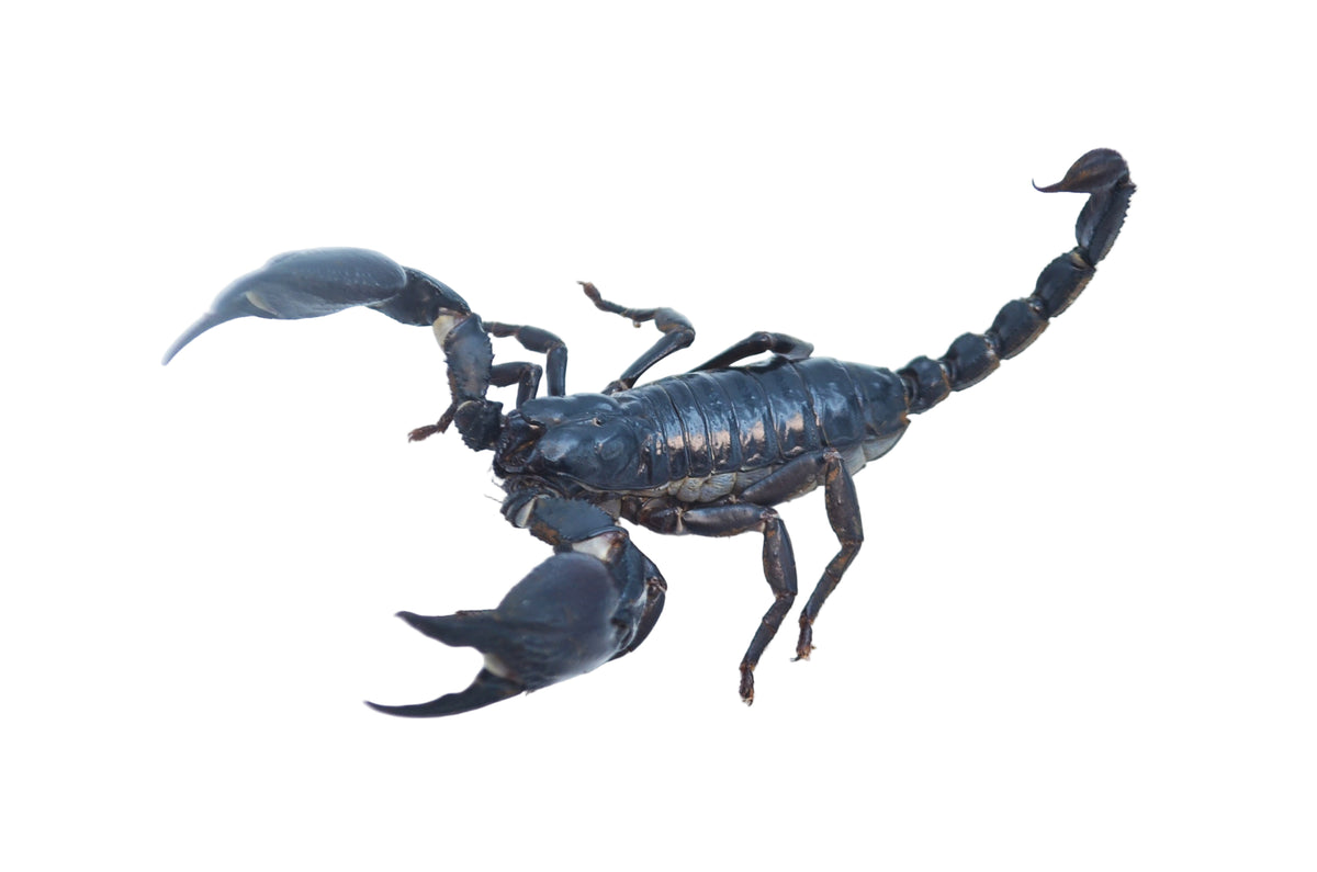 【中古】 Escorpio PalomaSanBasilio 中古】 Escorpio PalomaSanBasilio PALOMA SAN BASILIO ESCORPIO