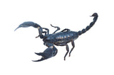 Asian Forest Scorpion