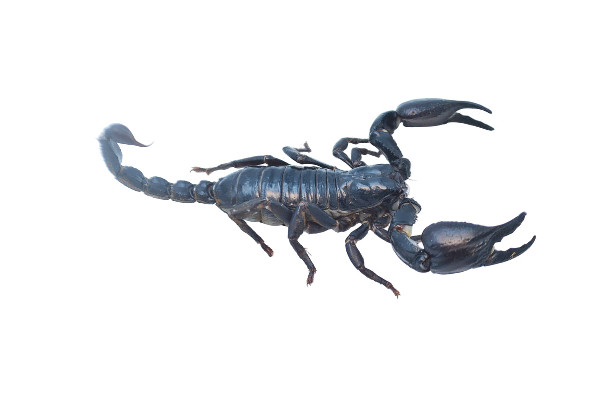 Asian Forest Scorpion for Sale – TikisGeckos