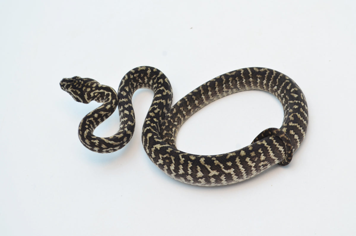 洋書 Complete Carpet Python 以下検索 蛇 パイソン ボア Baby Zebra Jungle Carpet Pythons For Sale - Underground Reptiles