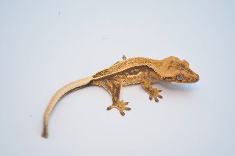 Lavander Harlequin Quadstripe Crested Gecko