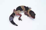 African Fat Tail Gecko