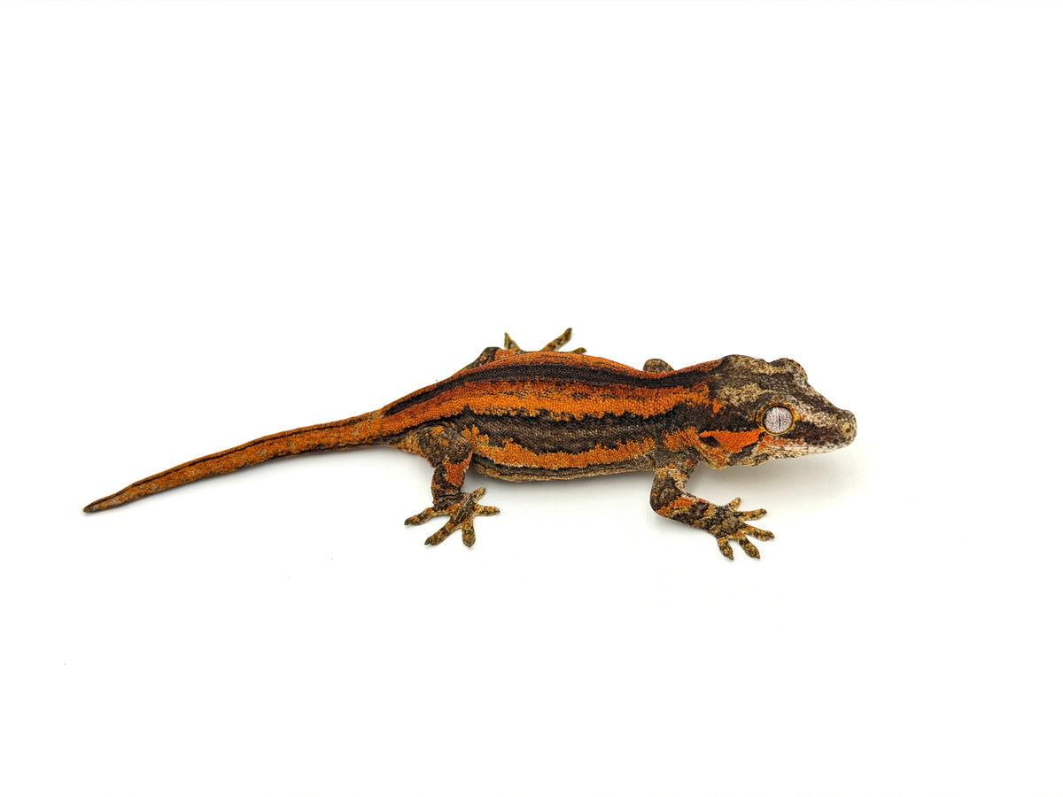 Gold Gargoyle Dog with red eyes ガーゴイルドッグ DeadPool Gargoyle Gecko for sale – TikisGeckos
