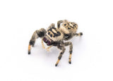 Regal Jumping Spider