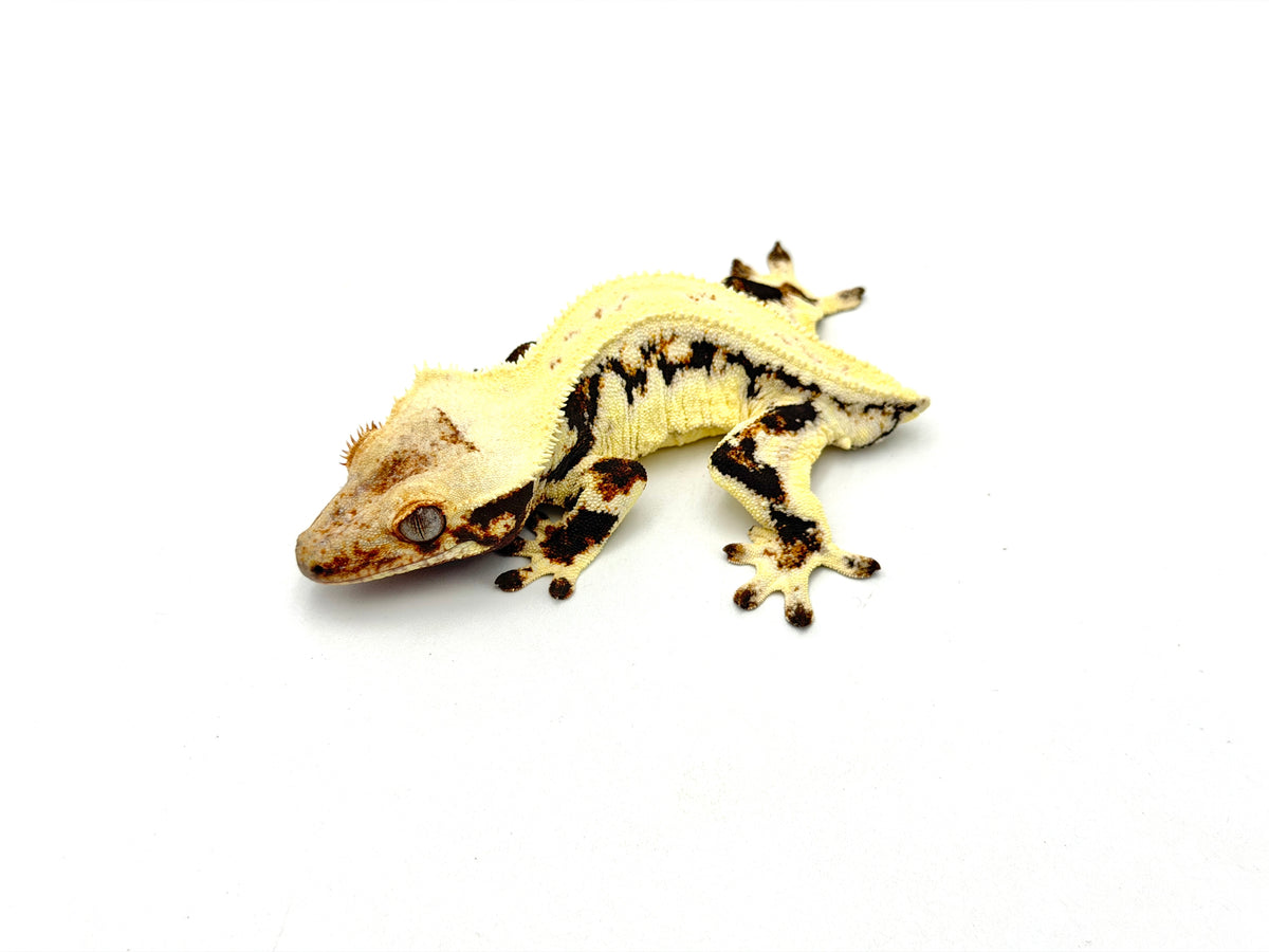 crested gecko lily white Lilly White Pinstripe Crested Gecko (Emily Burke line) – TikisGeckos