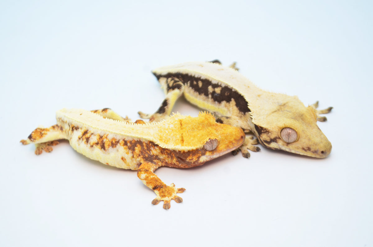 crested gecko lily white Baby Lilly White Crested Geckos for sale – TikisGeckos