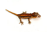 Orange Striped Gargoyle Gecko