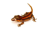 Orange Striped Gargoyle Gecko