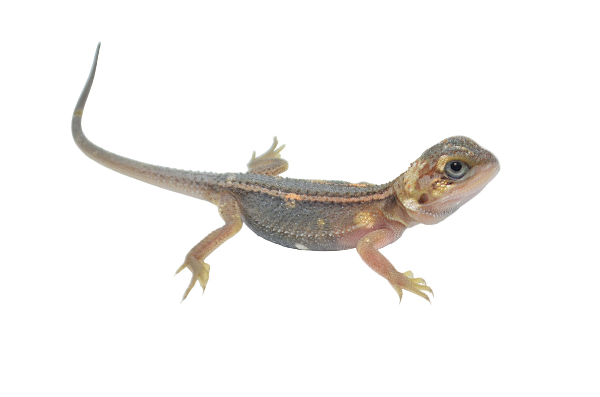 Paradigm Bearded Dragon for sale – TikisGeckos
