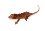 Orange Banded Super Blotched Gargoyle Gecko