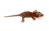 Orange Banded Super Blotched Gargoyle Gecko