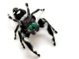 Regal Jumping Spider