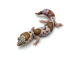 Whiteout Snow African Fat Tail Gecko (50% pos het Zulu)