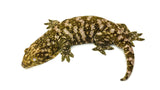 "Snowflake" Giant Gecko (High Pattern)