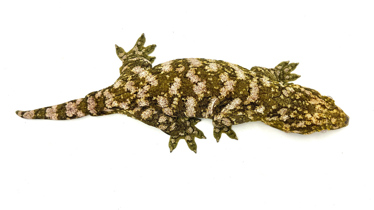 dieffenbachia gecko Snowflake Leachie Gecko for Sale – TikisGeckos
