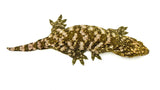 "Snowflake" Giant Gecko (High Pattern)
