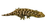 "Snowflake" Giant Gecko (High Pattern)