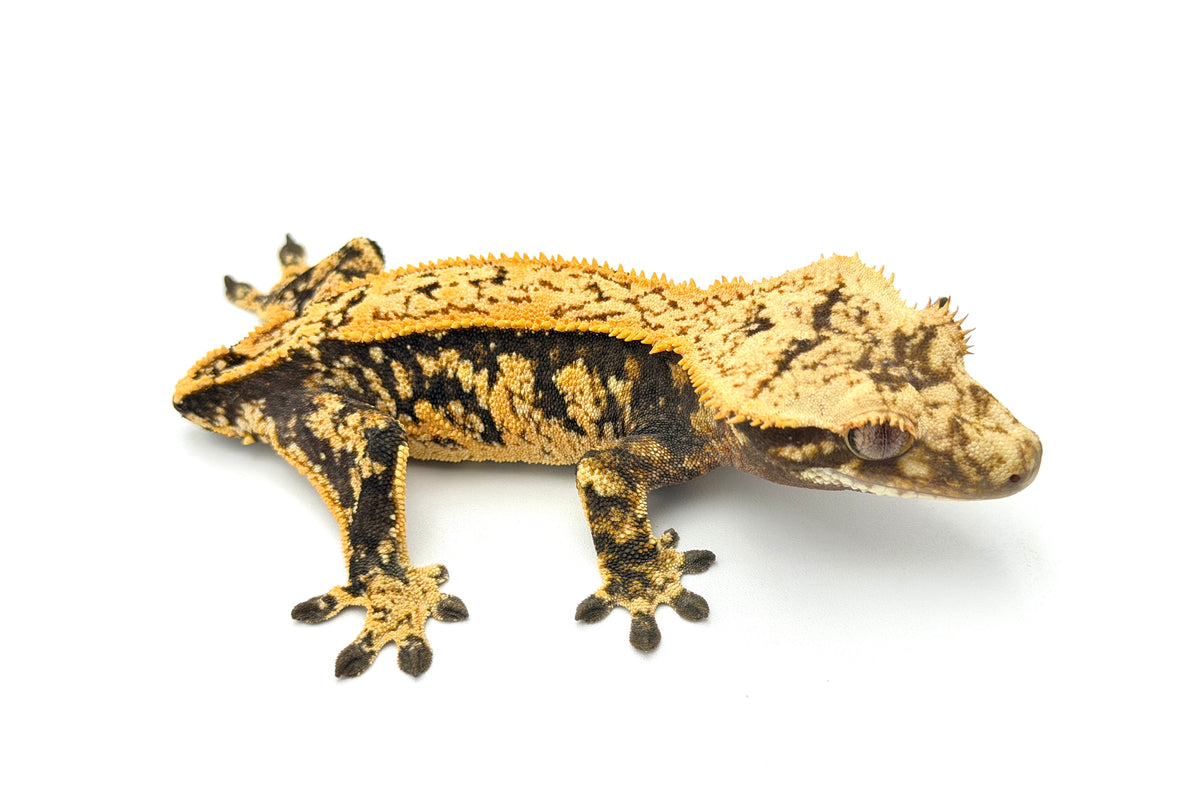 Female tangerine Crested Gecko for Sale – TikisGeckos