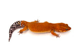Super Hypo Tangerine Baldy Leopard Gecko