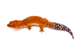Super Hypo Tangerine Baldy Leopard Gecko