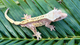 "Tang" Salmon Tangerine Pinstripe Crested Gecko