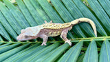 "Tang" Salmon Tangerine Pinstripe Crested Gecko