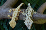 Mystery Crypto x Blood Orchid Crested Gecko Group Baby