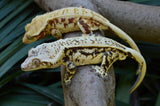 Mystery Crypto x Blood Orchid Crested Gecko Group Baby