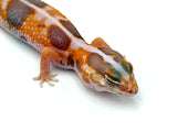 Whiteout Tangerine Amelanistic African Fat Tail Gecko