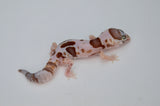 Aberrant Whiteout Amelanistic African Fat Tail Gecko