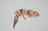 Whiteout Amelanistic African Fat Tail Gecko