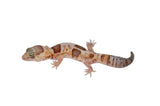 Whiteout Amelanistic African Fat Tail Gecko
