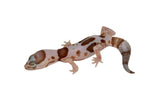 Aberrant Whiteout Amelanistic African Fat Tail Gecko