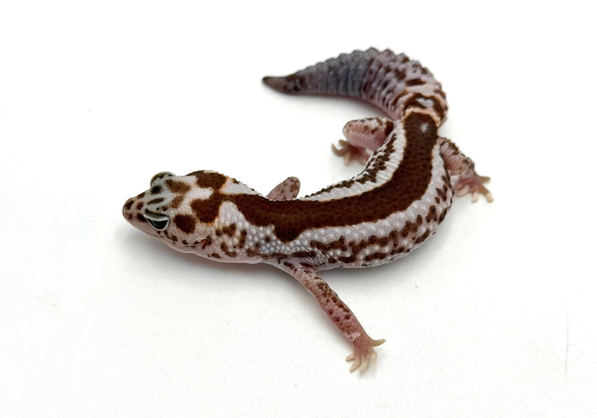 Whiteout Zulu African Fat Tailed Gecko (50% pos het Caramel, Ghost