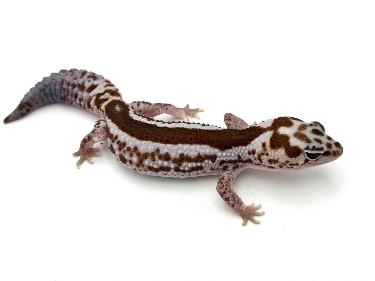 Whiteout Zulu African Fat Tailed Gecko (50% pos het Caramel, Ghost