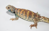 Adult Female Ornate Uromastyx