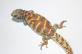 Adult Female Ornate Uromastyx