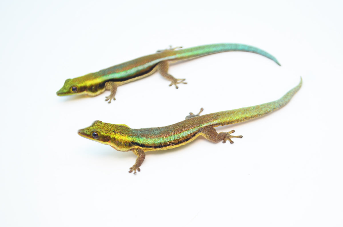 GecKo Geocoin - Crazy Neon Gecko LE 90 GecKo Geocoin - Crazy Neon Gecko LE 90