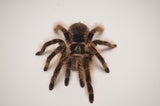 Curly Hair Tarantula