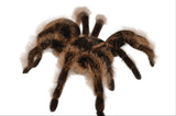 Curly Hair Tarantula