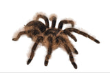 Curly Hair Tarantula