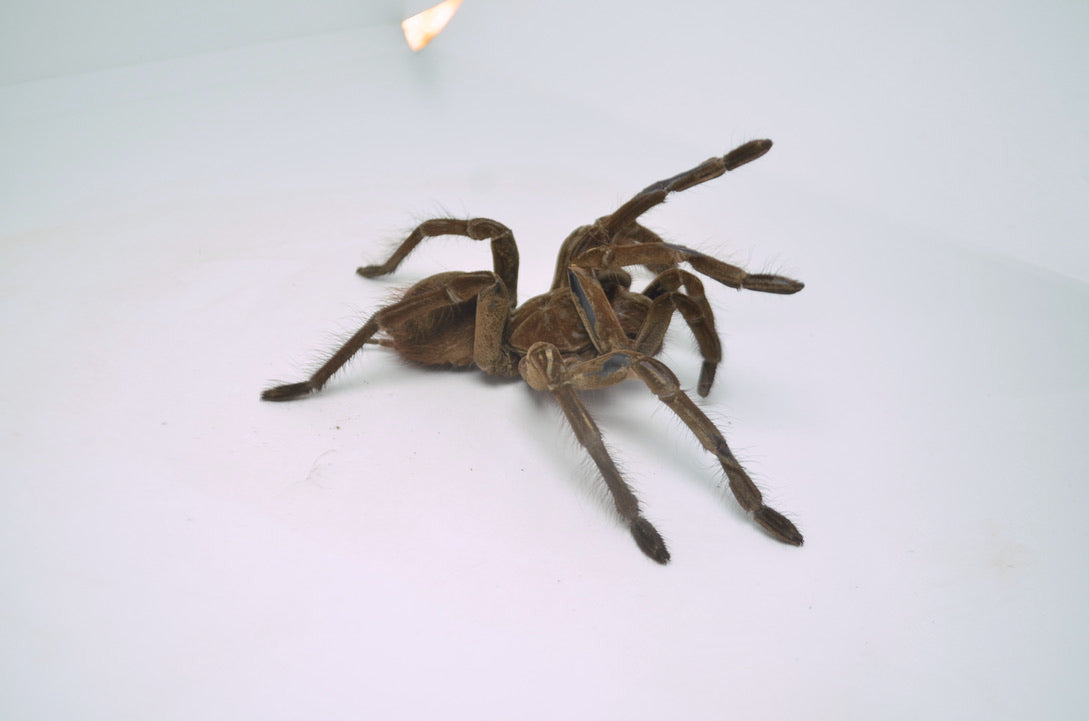 Goliath Birdeater Tarantula for Sale TikisGeckos