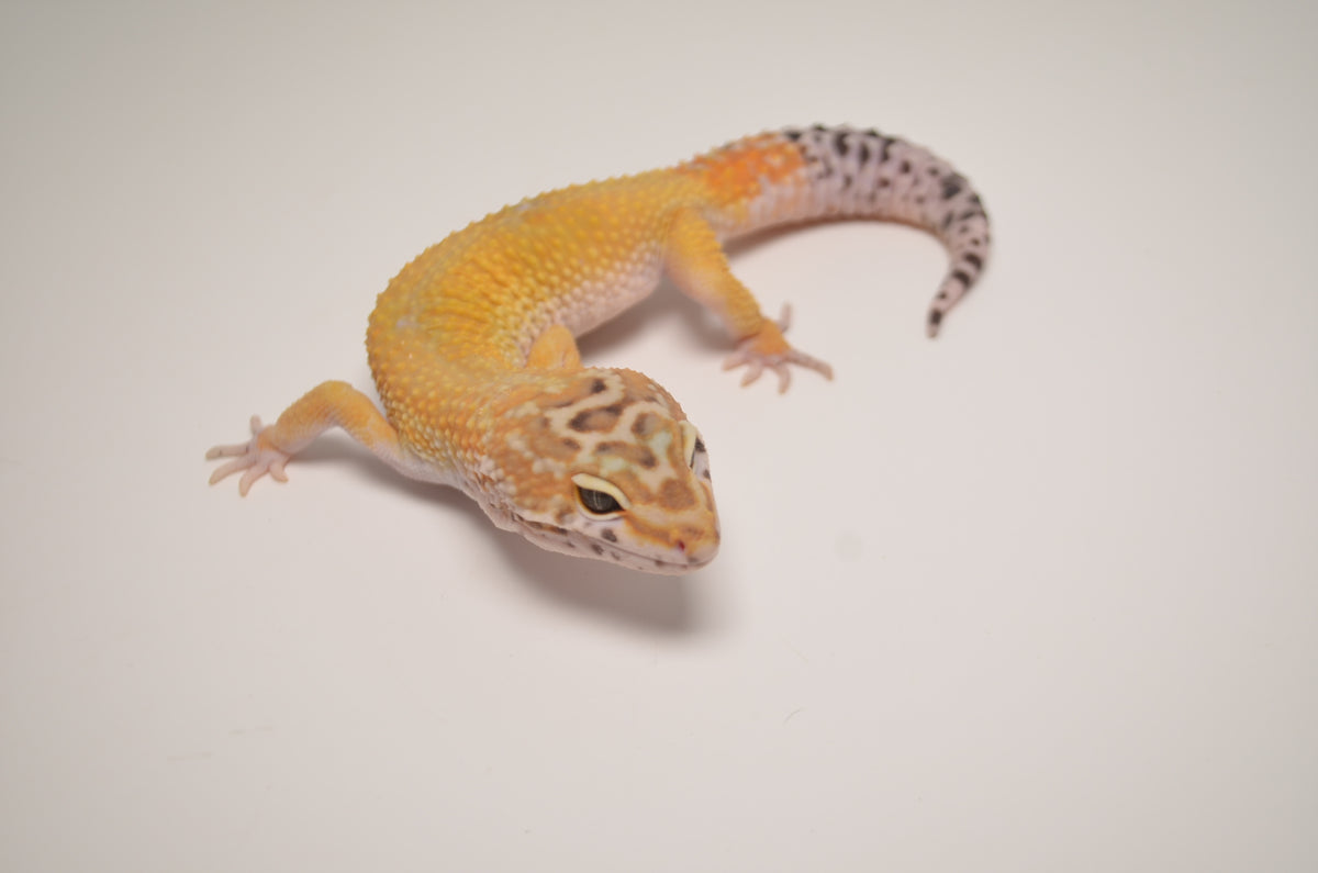 leopard gecko carrot tail