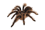 Curly Hair Tarantula