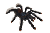 Pink Toe Tarantula