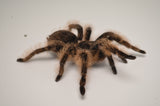 Curly Hair Tarantula