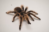 Curly Hair Tarantula
