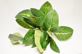 Small Green Foliage